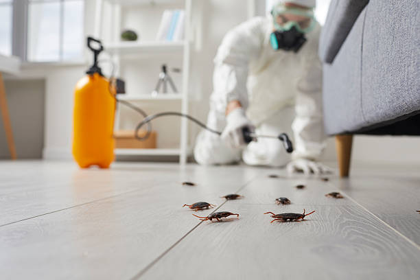Commercial Kitchen Cockroach Control in Golden Glades